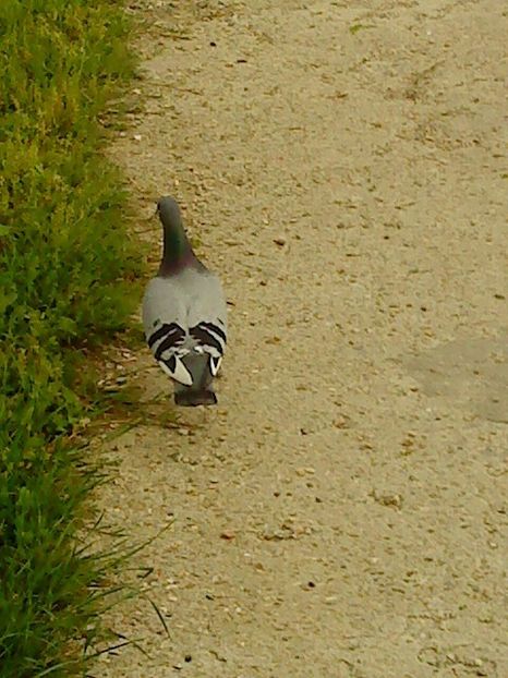 15134439_IZWMZUUOB - distractie petrecere petrece
