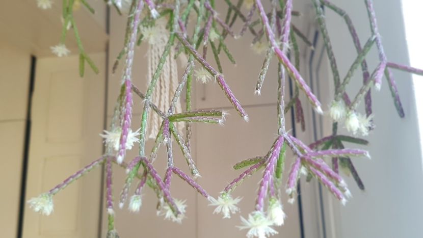  - Rhipsalis pilocarpa