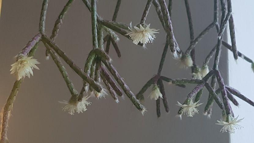  - Rhipsalis pilocarpa
