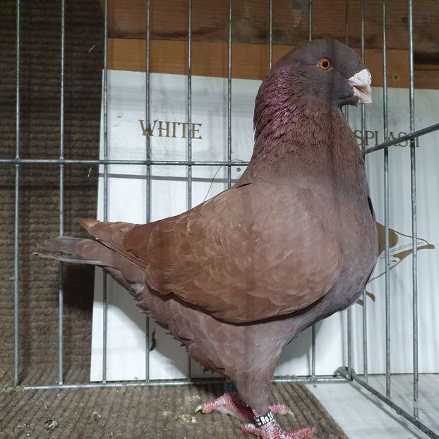 Făcut cadou - Porumbei Vânduți