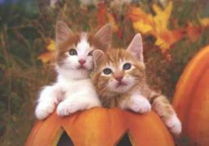 97764162_NTHHVJZ3-1 - vibes