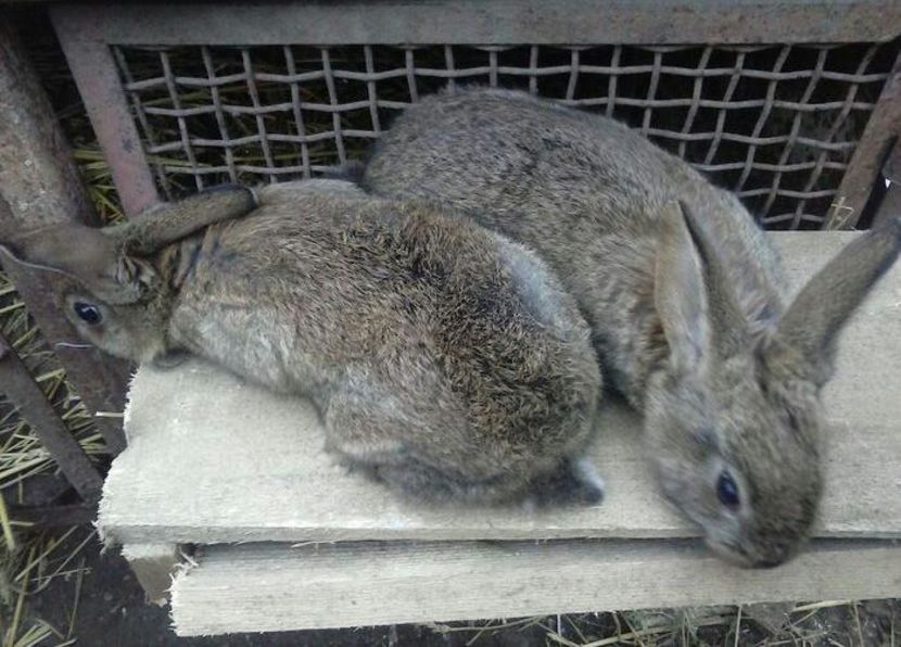 95507170_LPZBDAL3-1 - vibes