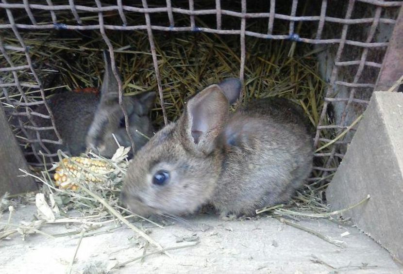 95507177_MPCLWCF-1 - vibes