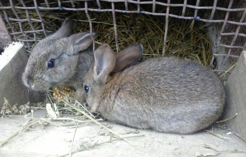 95507178_MIPTZLR3-1 - vibes