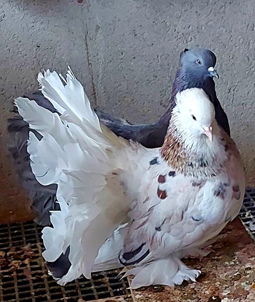  - Voltati indieni matca 2023