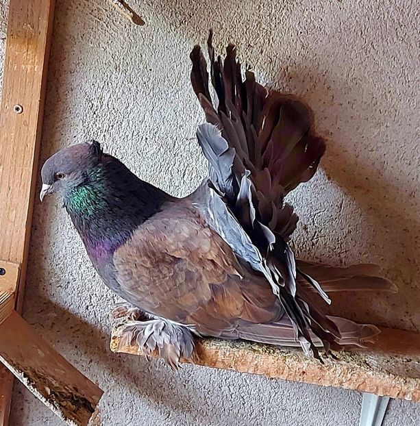  - Voltati indieni matca 2023