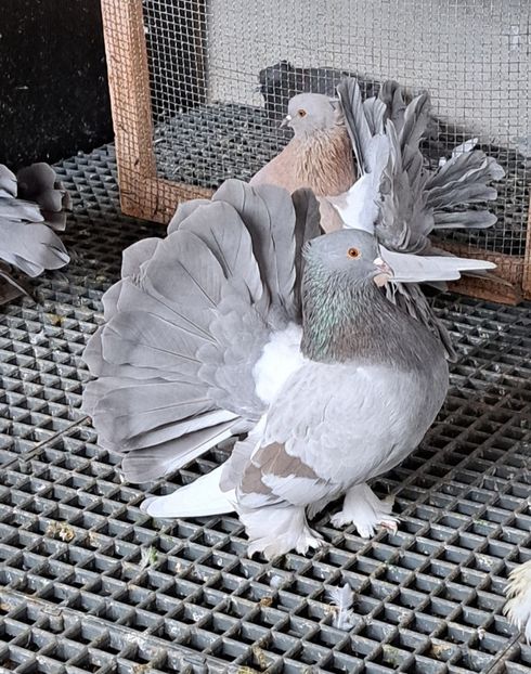 Screenshot_20221029_124241_Gallery - Voltati indieni matca 2023