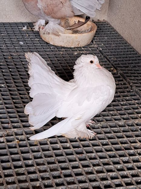  - Voltati indieni matca 2023