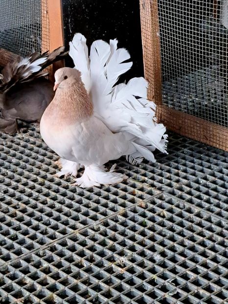  - Voltati indieni matca 2023