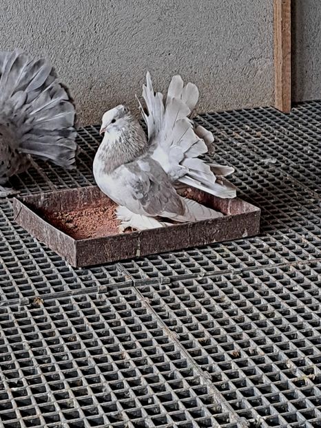  - Voltati indieni matca 2023