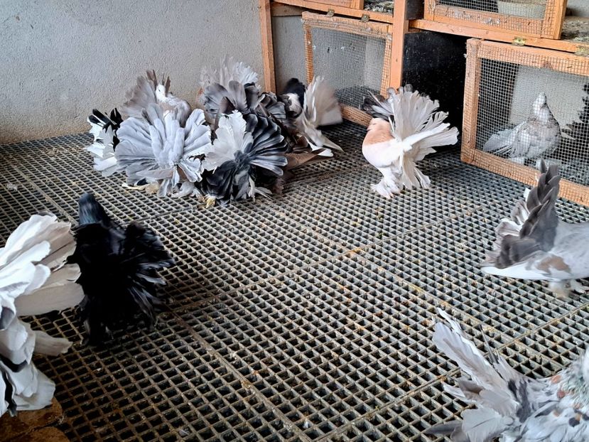  - Voltati indieni matca 2023