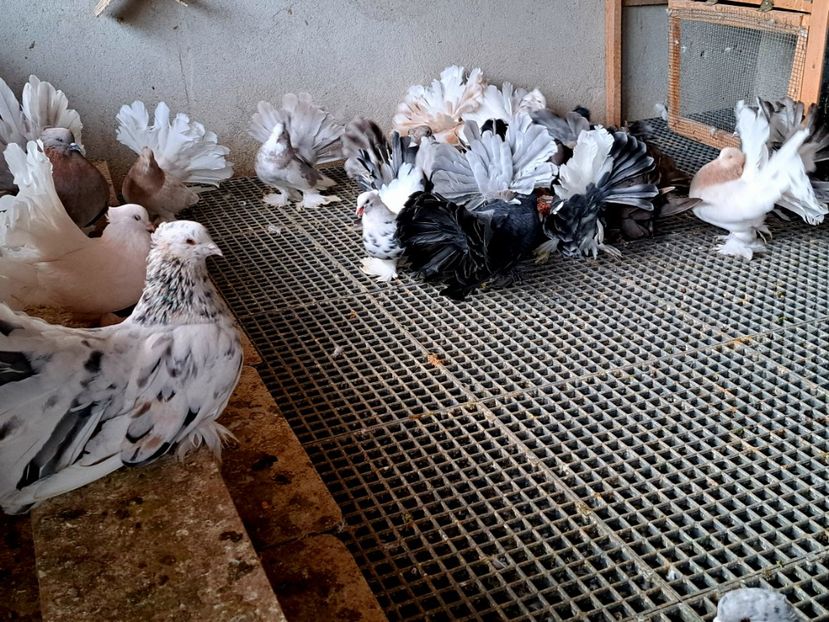  - Voltati indieni matca 2023