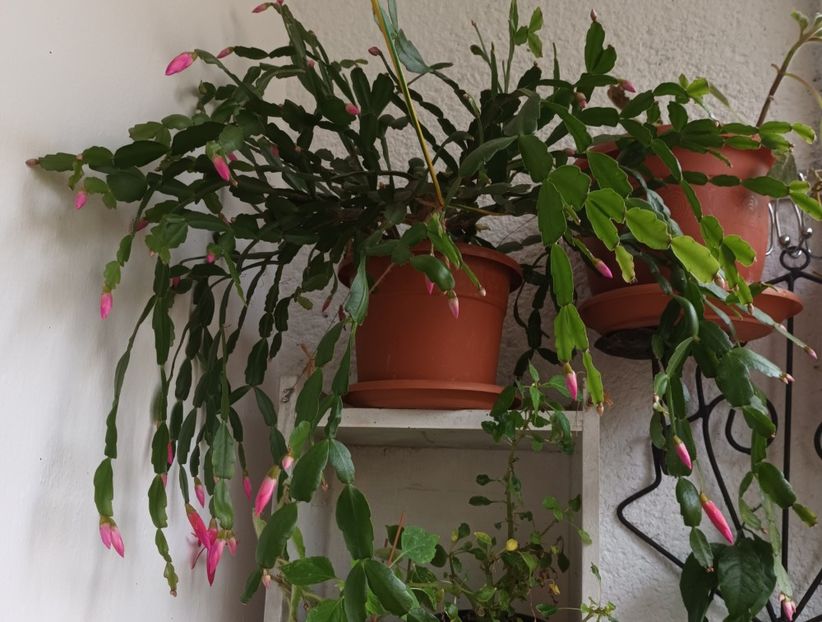  - Linişte şi flori