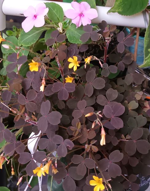  - Linişte şi flori