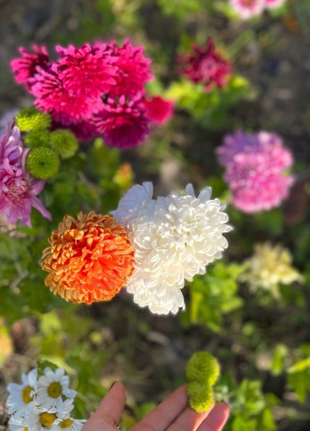 796053E1-B7F4-4B48-9CB7-1E51D9ECB53F - Crizanteme 22 23 24