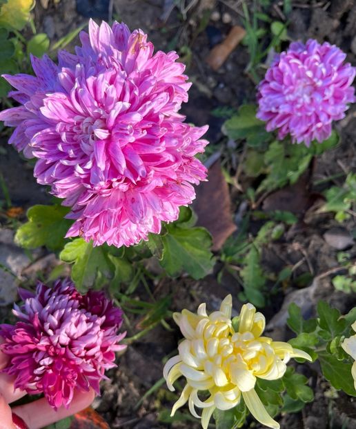 F01DCE85-0059-406F-A154-FCECAA0BCBBA - Crizanteme 22 23 24