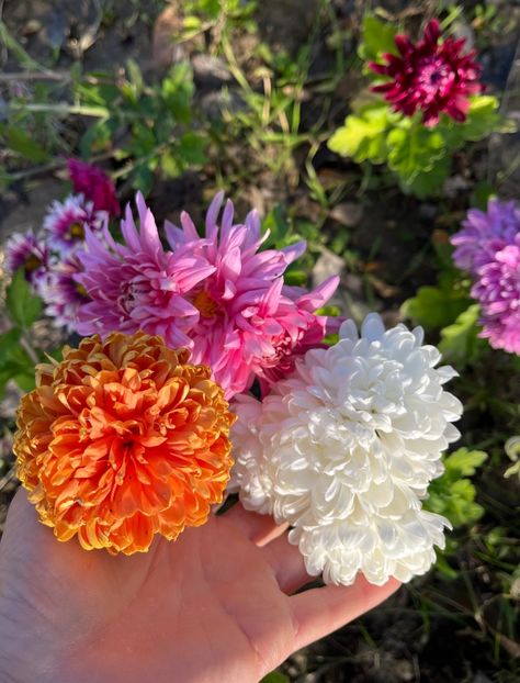 4EEC7DCC-02B0-4B04-8147-EB8F3C3E2CA7 - Crizanteme 22 23 24