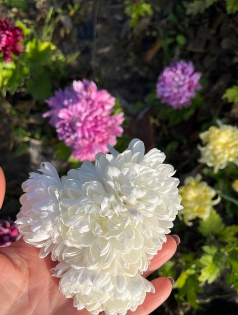 7E3C2AB1-9055-4DE1-9320-CB48F894DAAC - Crizanteme 22 23 24