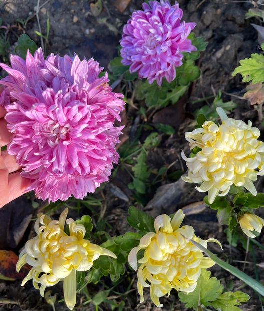 EC8C0704-EF86-4D63-BF73-AC41246D7AF4 - Crizanteme 22 23 24