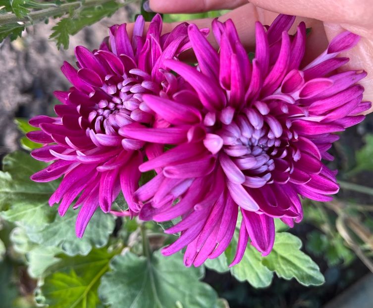 EAA802B1-3A07-4FBF-94B5-0EACDCD160B5 - Crizanteme 22 23 24