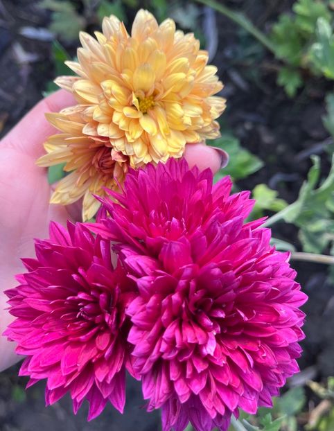 37DED62E-D891-4A40-A3A6-1E5024EEA114 - Crizanteme 22 23 24