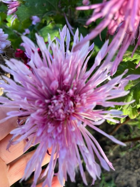 AA387424-FAAF-4F82-8CFD-76836A920145 - Crizanteme 22 23 24