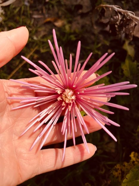 29C371BF-8D7E-483D-A50D-2520B754216A - Crizanteme 22 23 24