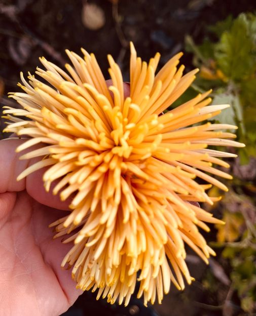 B72FAA7E-91B2-446A-9382-748535FD1B6D - Crizanteme 22 23 24