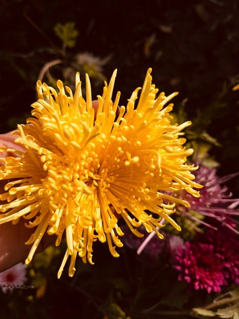 567D55B8-43ED-47B8-B361-DF4631E82001 - Crizanteme 22 23 24