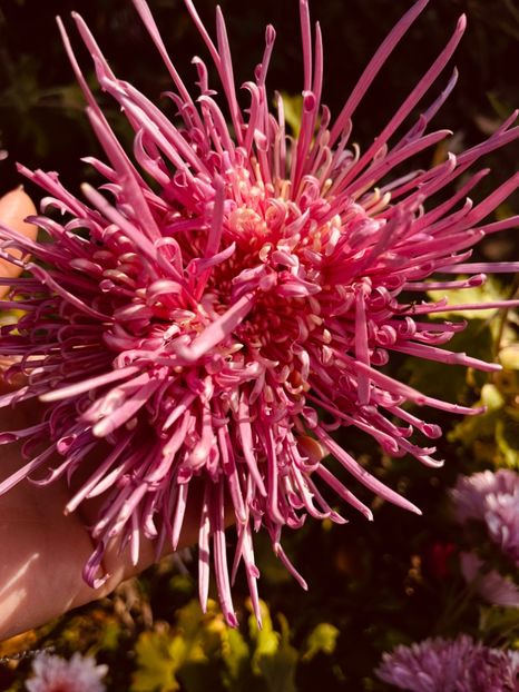 5EE33939-1BF2-4528-9CC8-5B838D77D168 - Crizanteme 22 23 24