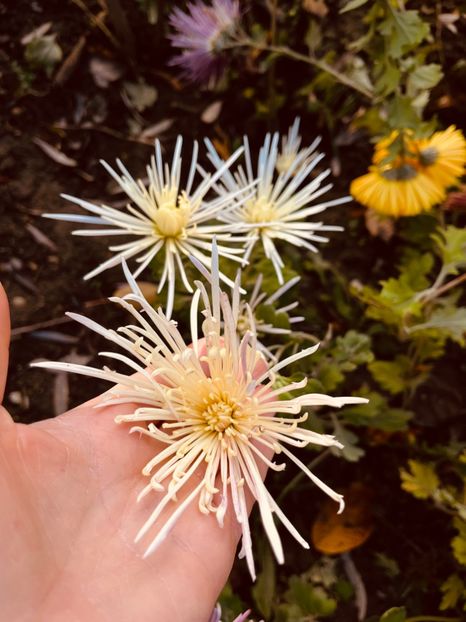 736E6234-52C2-4470-8DC7-FB6D5E6D0DAD - Crizanteme 22 23 24