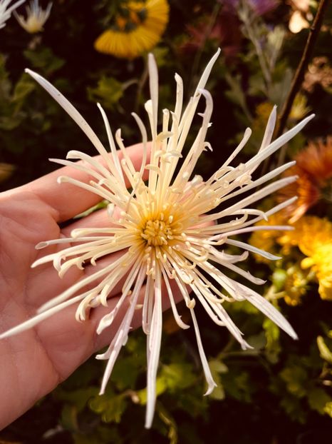 EF175DCD-FD97-4E93-BF8E-BDE8B17259B0 - Crizanteme 22 23 24