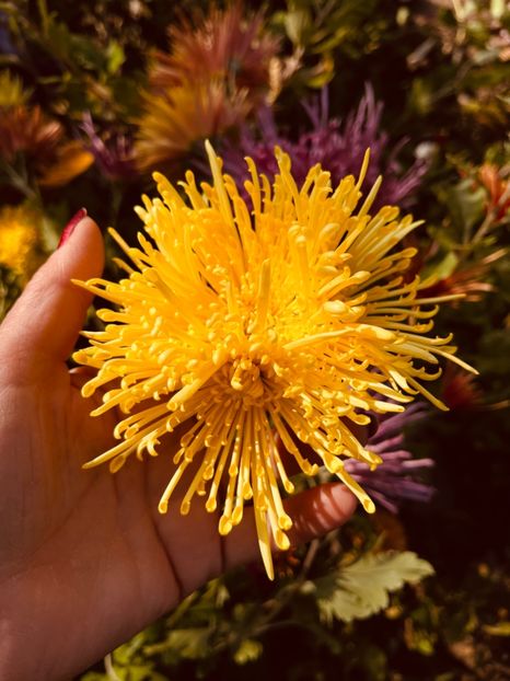 5E626DDE-8E1D-4C7B-AEBB-0AA4F75328F5 - Crizanteme 22 23 24