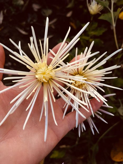 565F09BE-669E-48AB-BA75-9E89130E7AA5 - Crizanteme 22 23 24