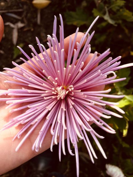 F10094E1-56AB-48F1-8DE5-F276CDA52E9B - Crizanteme 22 23 24