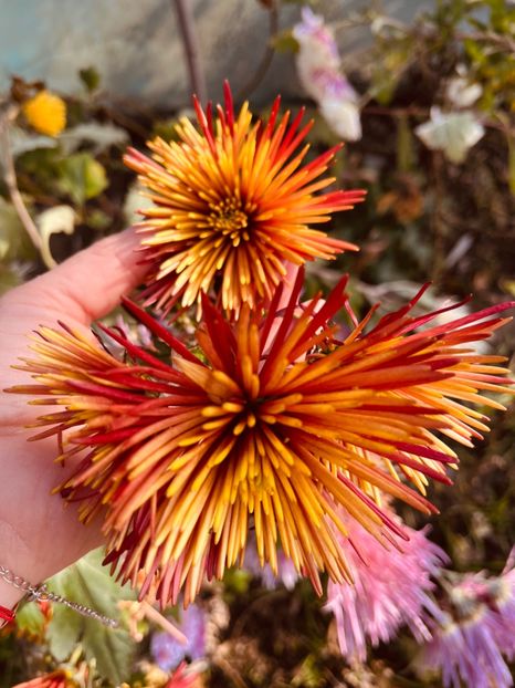 112AC9DB-13F2-4958-99F5-3901B00B5770 - Crizanteme 22 23 24