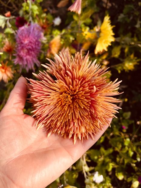 AD2B213E-3A9D-49A2-AFB4-F91EE79EC423 - Crizanteme 22 23 24