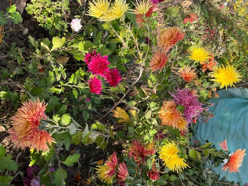 FA00A1AB-6C82-4150-AF0D-4EE87FF3204A - Crizanteme 22 23 24