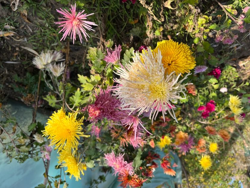 0B268E52-825C-47AE-89D2-B71A81BF548D - Crizanteme 22 23 24