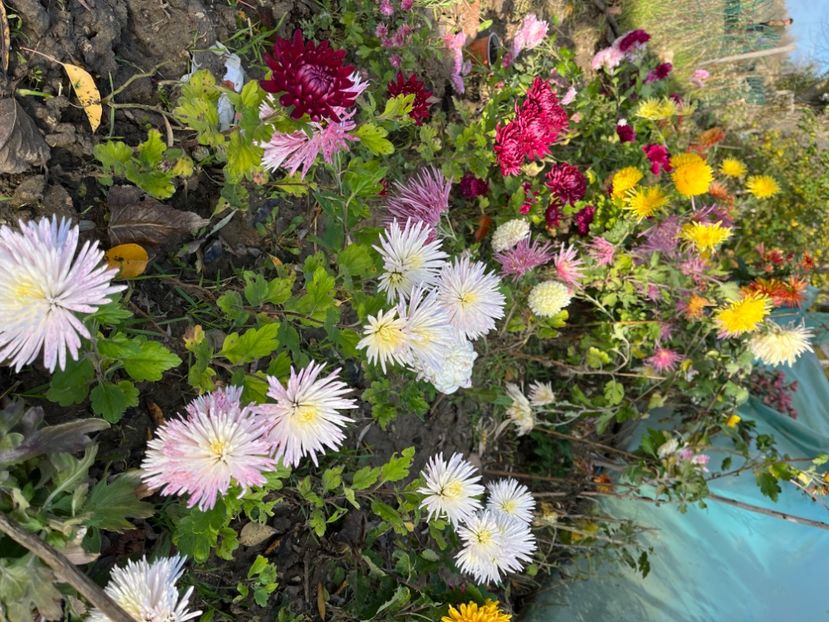 4955FC95-1A73-4EDD-9C23-A0E775CA5728 - Crizanteme 22 23 24