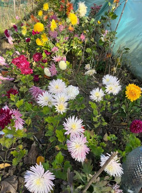 4FBA9A12-77D6-4E31-90FE-14AAF7D59822 - Crizanteme 22 23 24