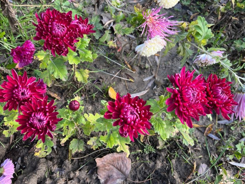 B7AC7A96-7894-4464-8796-702D0266FF68 - Crizanteme 22 23 24