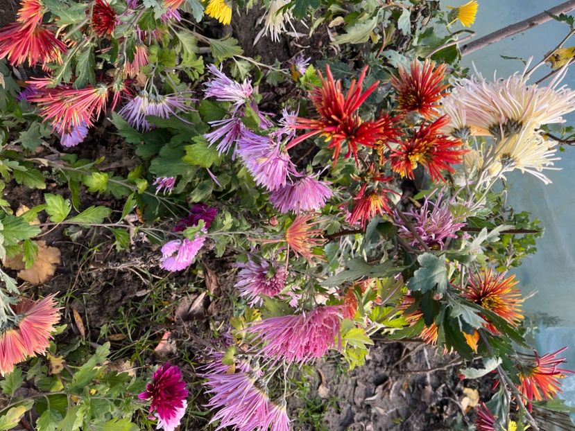 680214BB-ED8F-4C1C-9A70-026644C8D7D7 - Crizanteme 22 23 24