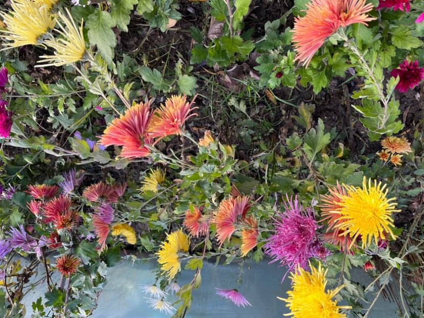 17676224-D8AC-4C6D-B579-813155D01BC2 - Crizanteme 22 23 24