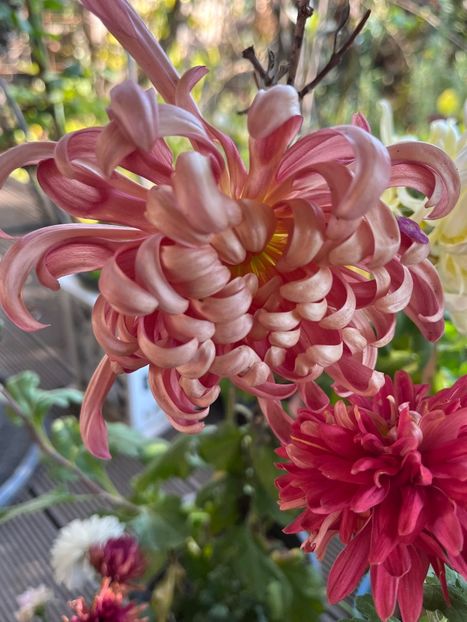 3F56F220-B493-4A33-AB85-41D4F7F00B0C - Crizanteme 22 23 24