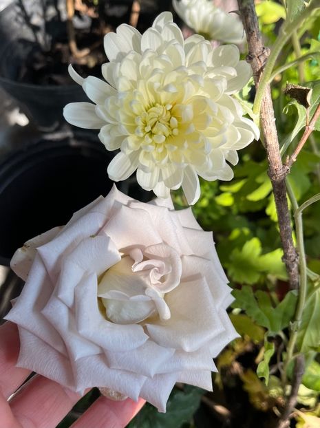 308DA914-2D43-4C4B-9724-43B4AC92EE9E - Crizanteme 22 23 24