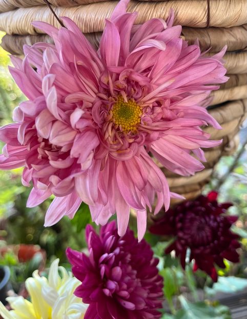 CC29D980-5D01-4387-AF4D-FA061ABDFD17 - Crizanteme 22 23 24