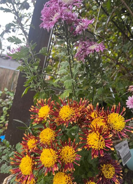 7C1ADFDE-317C-4AA3-A529-3BD9CA50B4F8 - Crizanteme 22 23 24