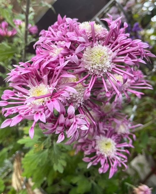 56728393-3E0C-44E0-9A1B-629B88B15D27 - Crizanteme 22 23 24