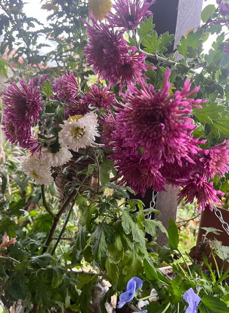 0D338A62-CF3A-4C89-8584-2190F3CE2A35 - Crizanteme 22 23 24